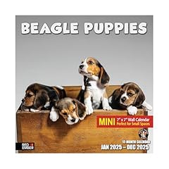 Red ember beagle for sale  Delivered anywhere in USA 