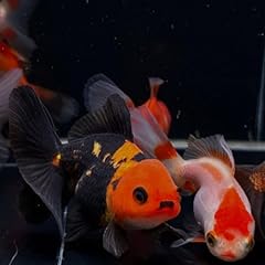 Assorted oranda goldfish for sale  Delivered anywhere in USA 