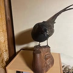 Antique pheasant pheasant for sale  Delivered anywhere in USA 