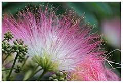 Monkey pod tree for sale  Delivered anywhere in USA 
