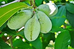 Paw paw tree for sale  Delivered anywhere in USA 