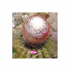 Pcs melocactus intortus d'occasion  Livré partout en France