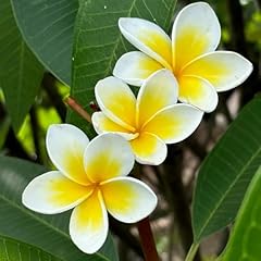 Frangipani pflanze samen gebraucht kaufen  Wird an jeden Ort in Deutschland
