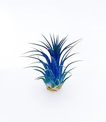 Live air plants for sale  Delivered anywhere in USA 