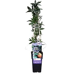 Passionsblume passiflora caeru gebraucht kaufen  Wird an jeden Ort in Deutschland