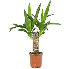 Yucca elephantipes gigantea usato  Spedito ovunque in Italia 