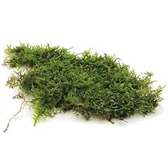 Grams christmas moss for sale  Delivered anywhere in UK