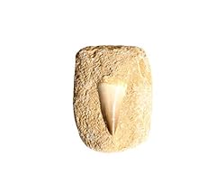 Real mosasaurus tooth for sale  Delivered anywhere in USA 