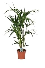 Kentia palme 100 gebraucht kaufen  Wird an jeden Ort in Deutschland