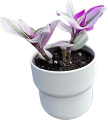 Wandering jew tradescantia for sale  Delivered anywhere in USA 