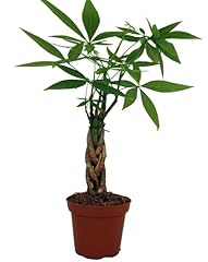 Twisted money tree for sale  Delivered anywhere in USA 