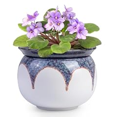 Buymax african violet for sale  Delivered anywhere in USA 