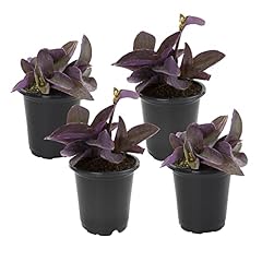 Live indoor plants for sale  Delivered anywhere in USA 