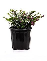 American plant mexican for sale  Delivered anywhere in USA 