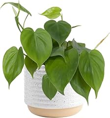 Costa farms philodendron for sale  Delivered anywhere in USA 