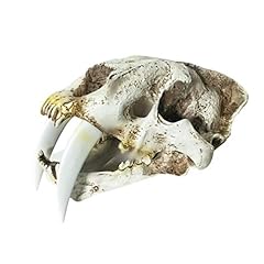 Vosarea tiger skull for sale  Delivered anywhere in USA 