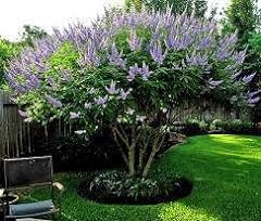 Bundle texas lilac for sale  Delivered anywhere in USA 