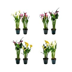 Twin pack pot for sale  Delivered anywhere in USA 