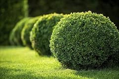 Japanese boxwood live for sale  Delivered anywhere in USA 