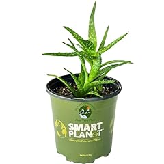Dr. organic aloe for sale  Delivered anywhere in USA 