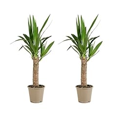 Bloomique set yucca usato  Spedito ovunque in Italia 