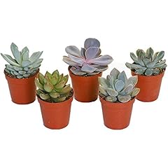 Set mixed echeveria for sale  Delivered anywhere in UK