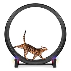 One fast cat for sale  Delivered anywhere in USA 