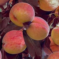 Peach tree honey for sale  Delivered anywhere in UK