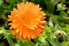 Graines calendula fiesta d'occasion  Livré partout en France