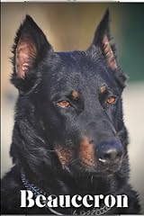 Beauceron dog breed usato  Spedito ovunque in Italia 