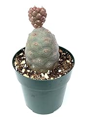 Pine cone cactus for sale  Delivered anywhere in USA 