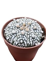 Astrophytum asterias superkabu usato  Spedito ovunque in Italia 