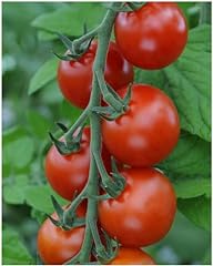 Young moneymaker tomato for sale  Delivered anywhere in UK