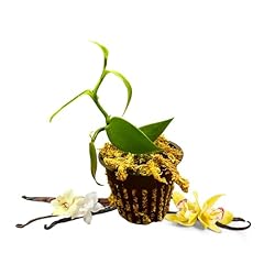 Vanilla planifolia live for sale  Delivered anywhere in USA 