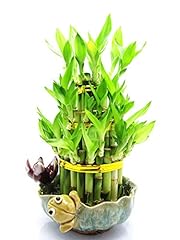 9greenbox lucky bamboo for sale  Delivered anywhere in USA 