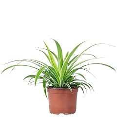 Plante araignée ocean d'occasion  Livré partout en France