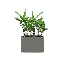 Elho pure soft d'occasion  Livré partout en France