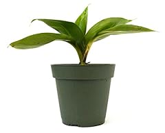 9greenbox dwarf banana for sale  Delivered anywhere in USA 