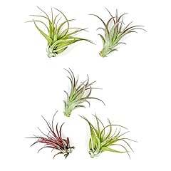 Ragnaroc air plants for sale  Delivered anywhere in USA 