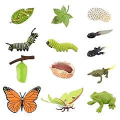 Insect life cycle for sale  Delivered anywhere in UK