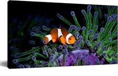 Clown fish colorful for sale  Delivered anywhere in USA 