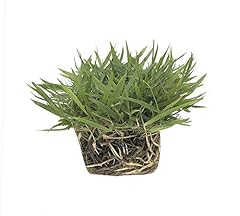 Zoysia sod plugs for sale  Delivered anywhere in USA 