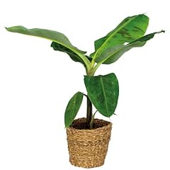 Musa cavendish incl. usato  Spedito ovunque in Italia 