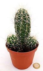 Powers flowers echinocereus usato  Spedito ovunque in Italia 