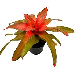 Ragnaroc live plants for sale  Delivered anywhere in USA 