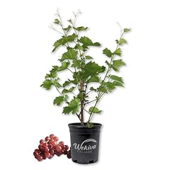 Grape vine plant for sale  Delivered anywhere in USA 