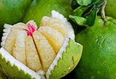 Pomelo pummelo citrus usato  Spedito ovunque in Italia 