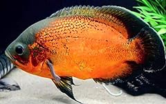 Red oscar cichlid for sale  Delivered anywhere in USA 