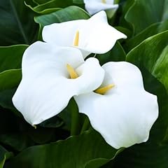 Zantedeschia aethiopica arum for sale  Delivered anywhere in UK