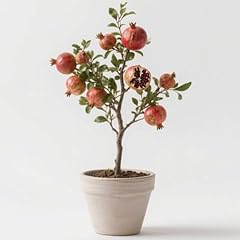 Premium pomegranate tree for sale  Delivered anywhere in USA 